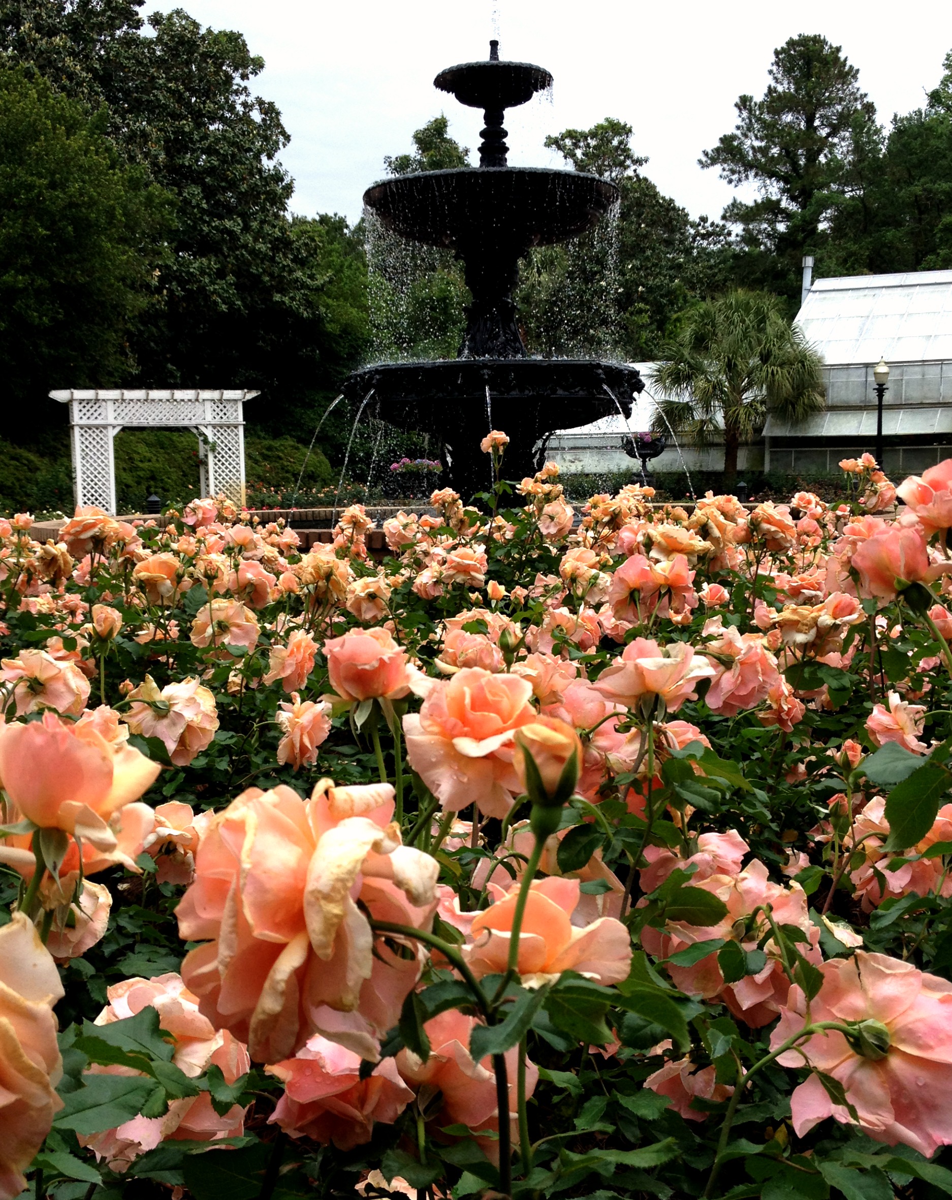 rose garden