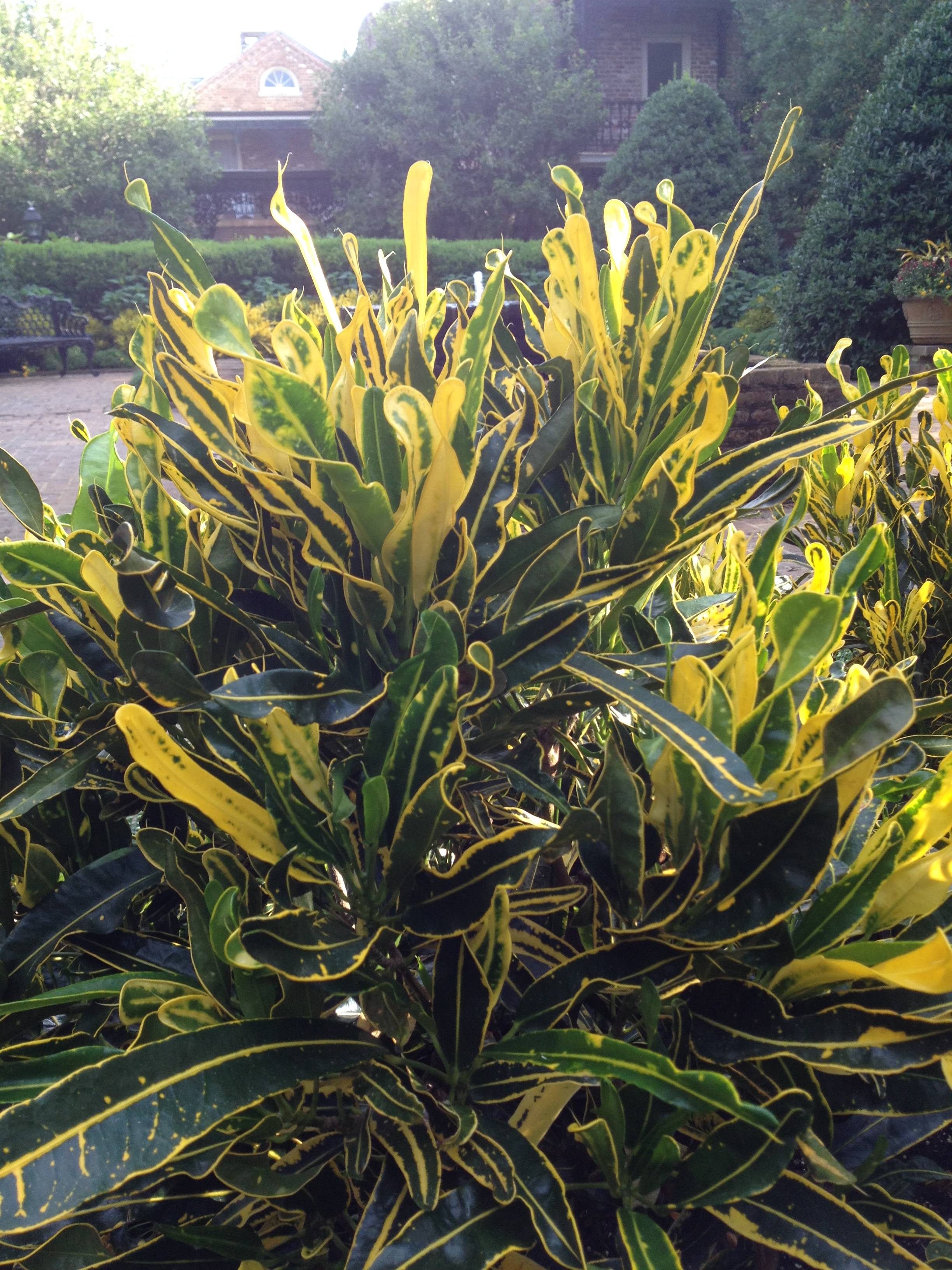 Fall’s spectacular colors come out in Coleus, Croton