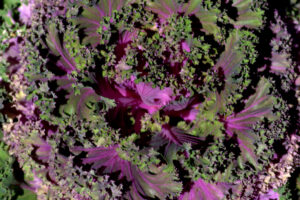 Ornamental kale