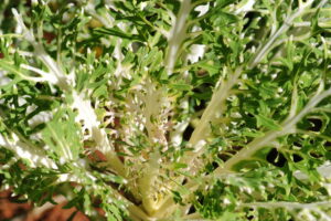 Ornamental kale 'White Peacock'
