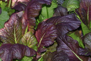 Ornamental mustard, 'Red Giant' variety
