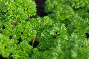 'Krausa,' a variety of parsley, adds a rich green shade to our winter beds.