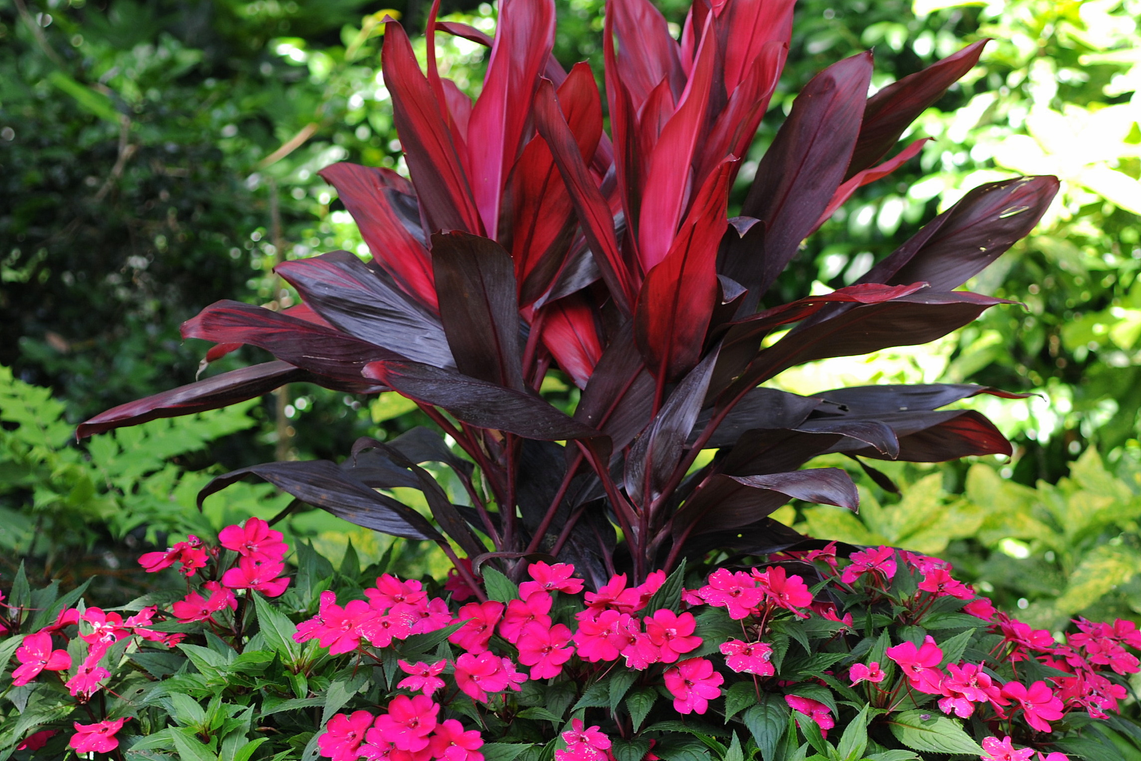 Luscious reds, lively greens Tropicals in the landscape