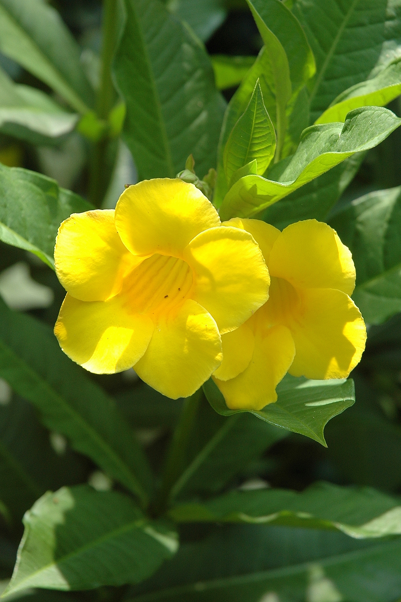 Allamandas, the glorious golds of summer Bellingrath