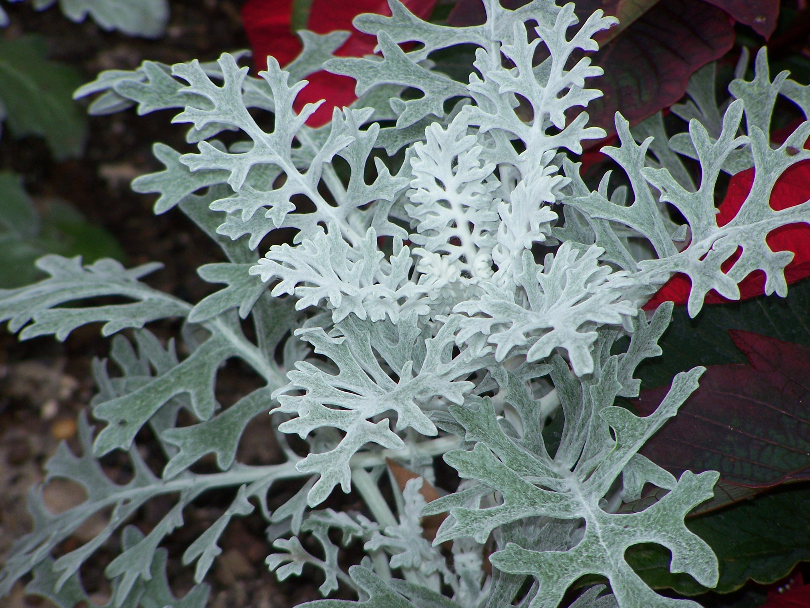 Blooms and beauty yearround Winter gardening on the Gulf