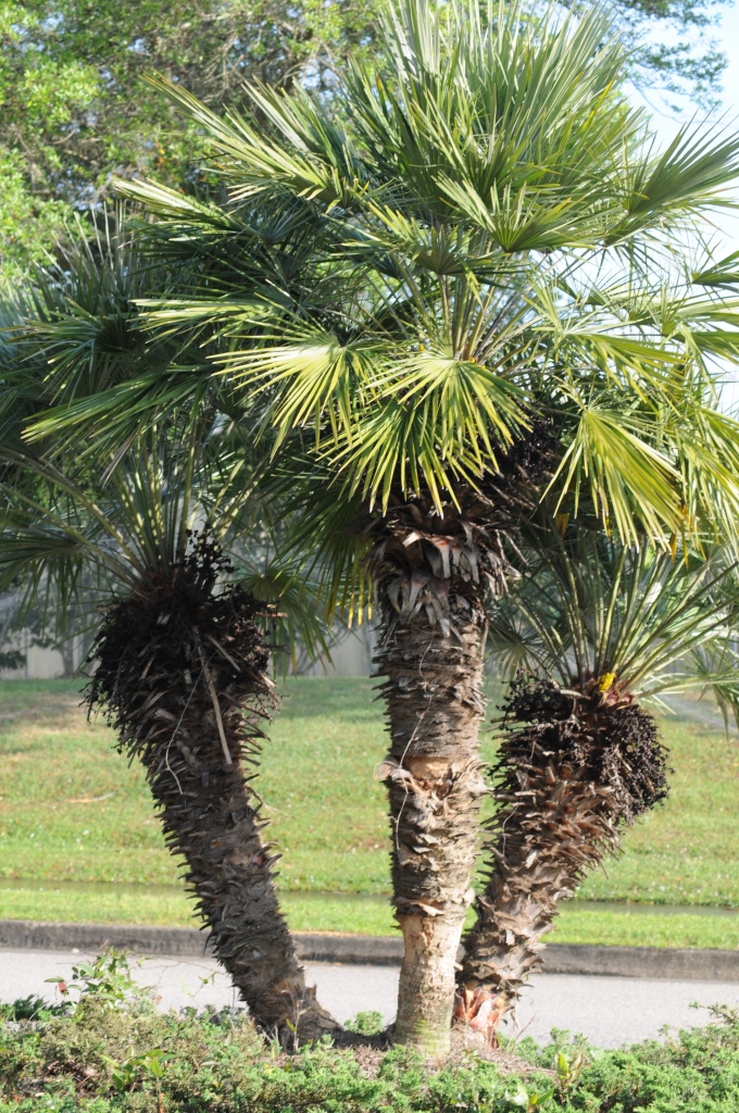 Should You Cut Down That Palm Tree Advice For Coping With Cold Should You Cut Down That Palm Tree Advice For Coping With Cold Damage