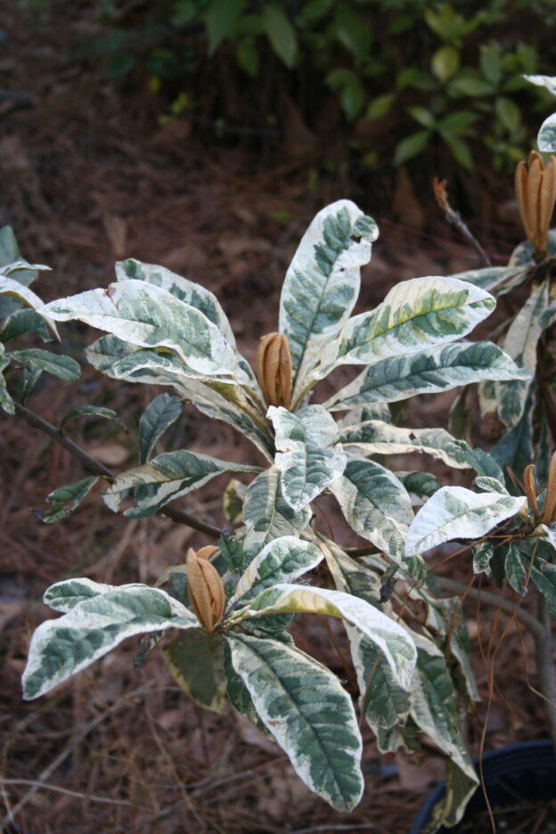variegated leaves