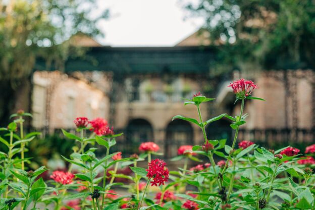 red flowers