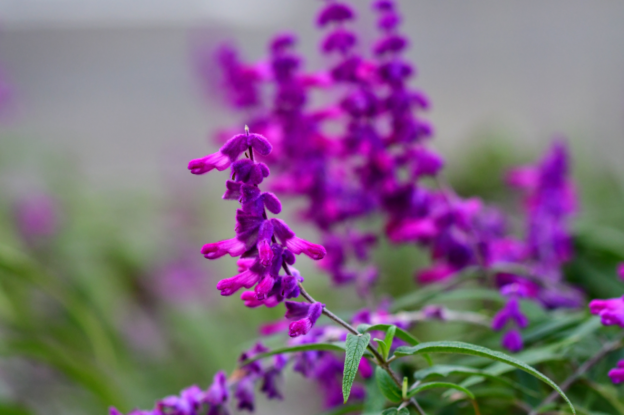 purple flowers