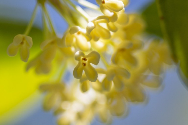 yellow flowers