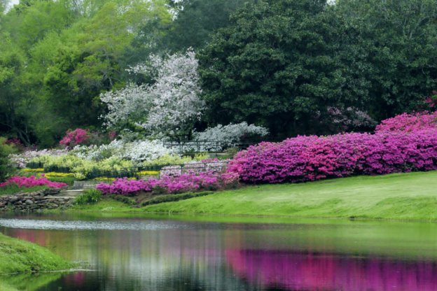 azalea with a pond