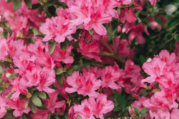 azaleas