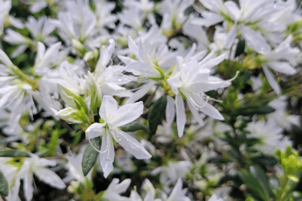 white flowers