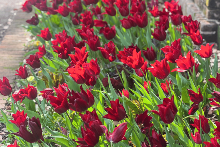 Bellingrath Tulips (2)