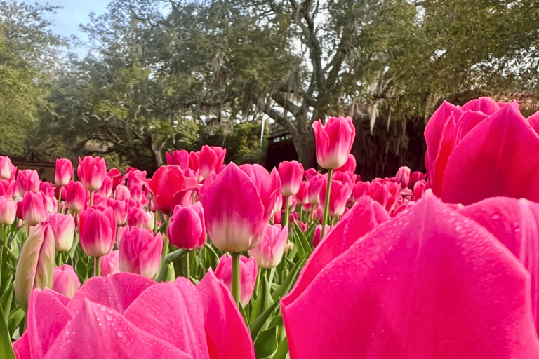 Bellingrath Tulips (3)