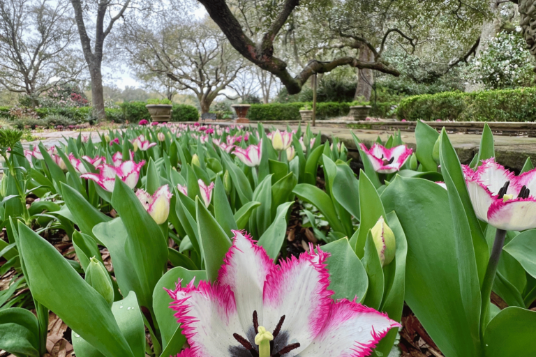 Bellingrath Tulips (4)