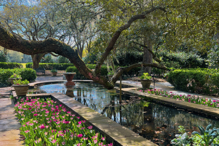 Bellingrath Tulips (5)