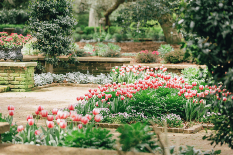 Bellingrath Tulips (6)