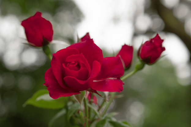 red flower