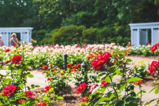 rose garden