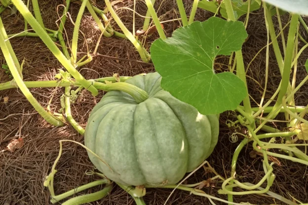 pumpkin growing