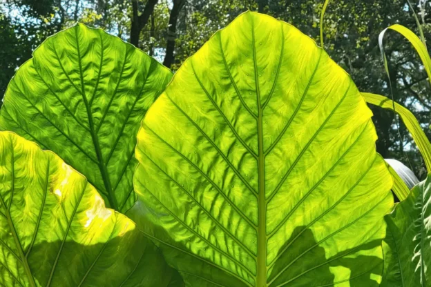 large leaves