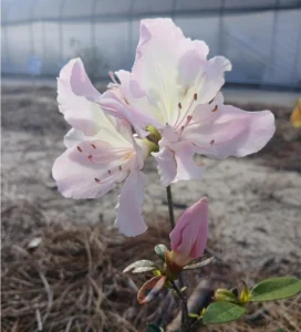 Azalea Core Collection Part 2 - Bellingrath Gardens
