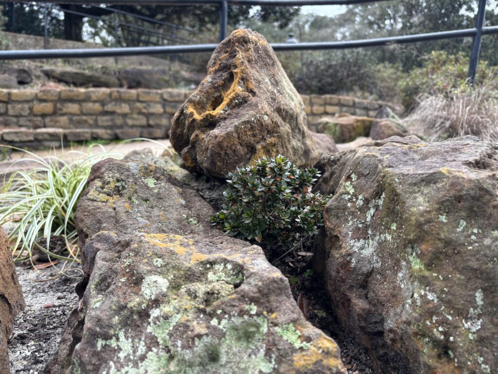Azalea Core Collection Part 3 - Bellingrath Gardens