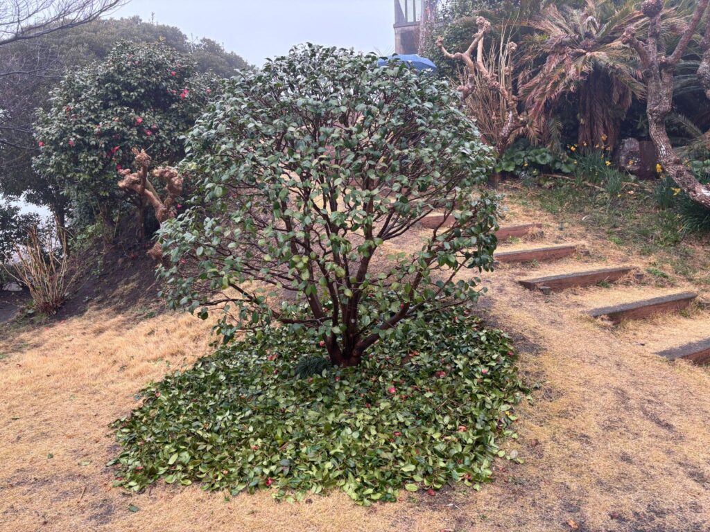 An open canopy of Camellia. Perfect for a bird or cat to pass through.
