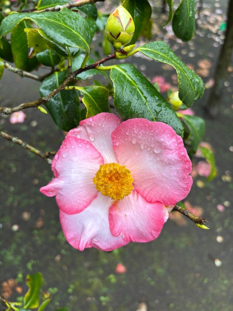 C. japonica ‘Jurako.’ Translation: “To collect everlasting pleasures.”