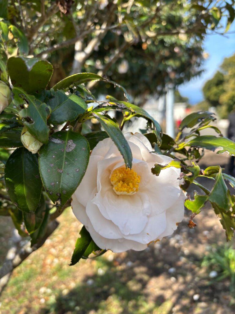 Timeless elegance of C. japonica ‘Toki-no-hagasane.’